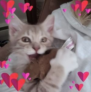 Meet your Posher, Brandi